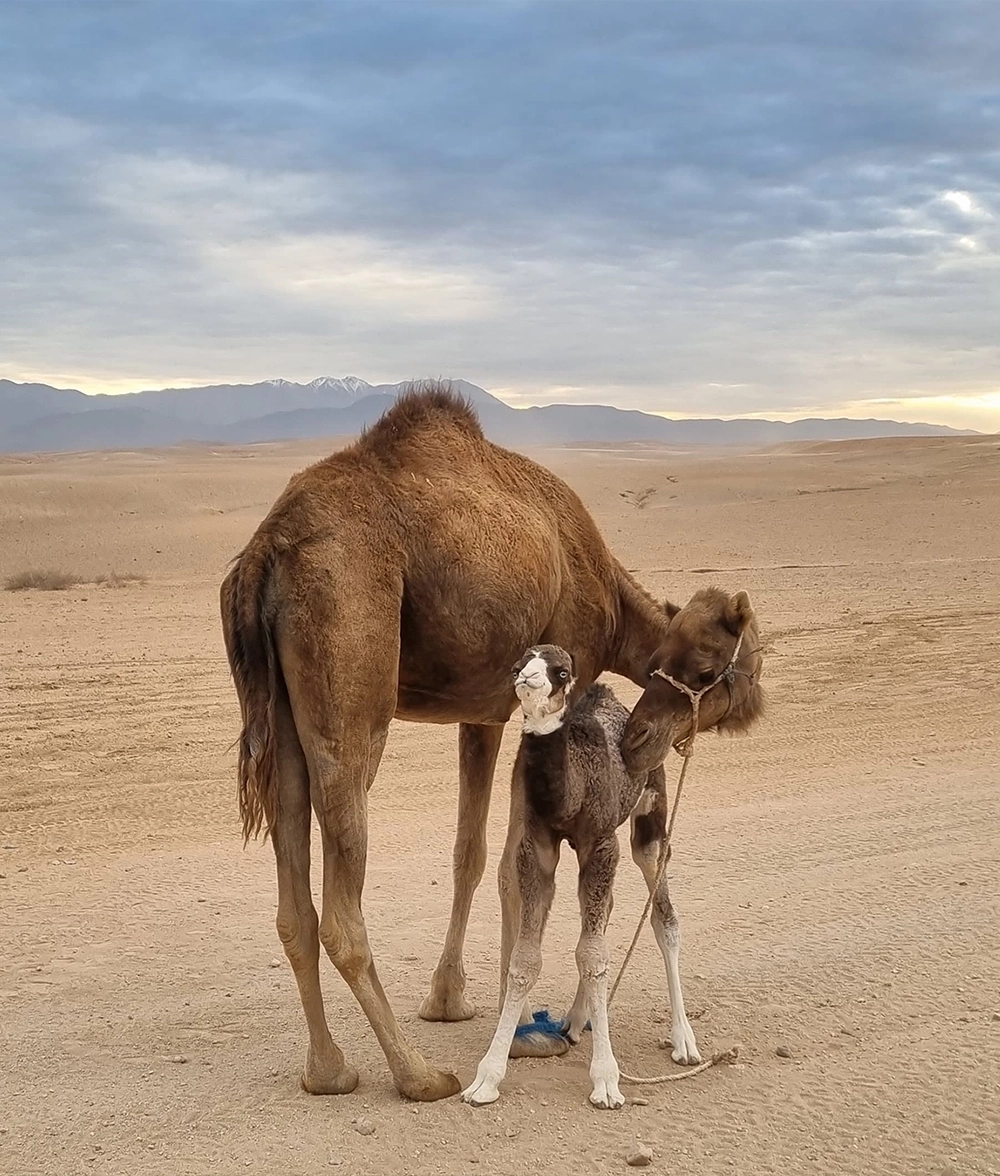 Camel Ride